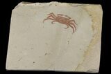 Miocene Pea Crab (Pinnixa) Fossil - California #177013-1